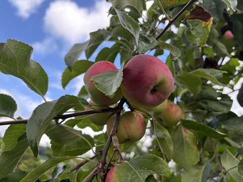 rote Äpfel an einem Baum